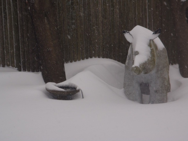 Rhino in Winter