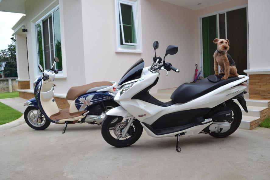 Our new scoots - with Maisie, our rather bald, Welsh terrier