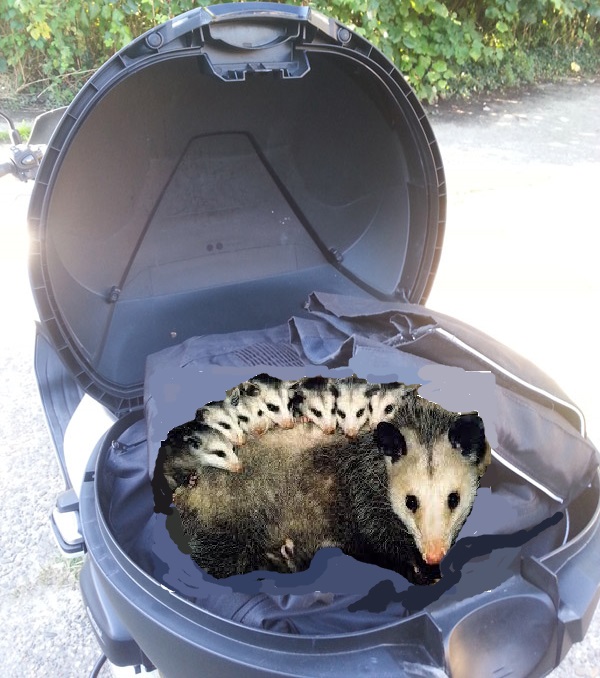 possum.jpg