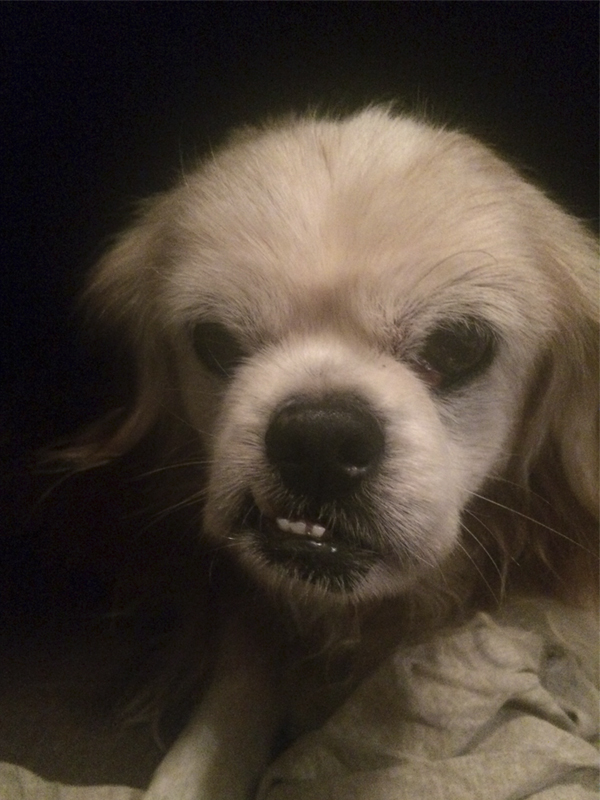 benji.jpg