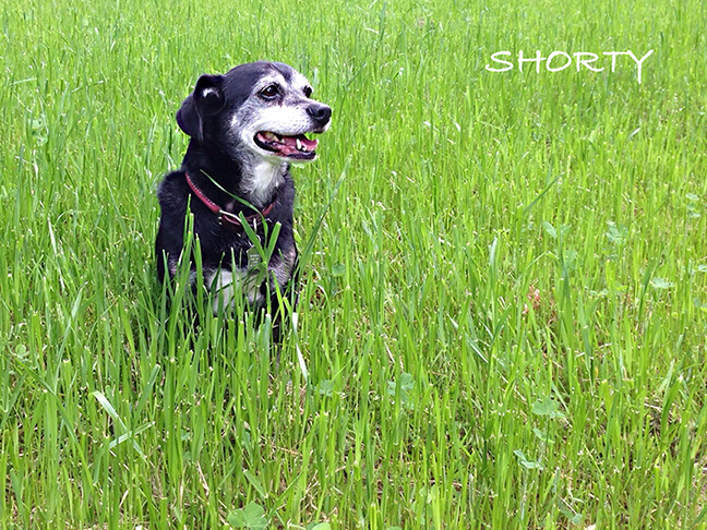 Shorty.jpg