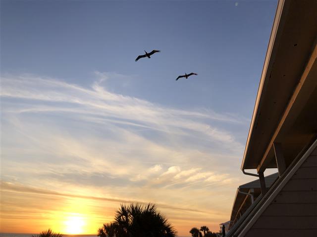 PCBPelicanSunset (Small).jpg