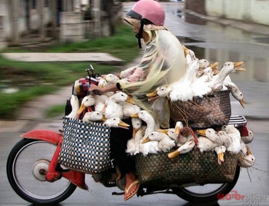 Mother goose