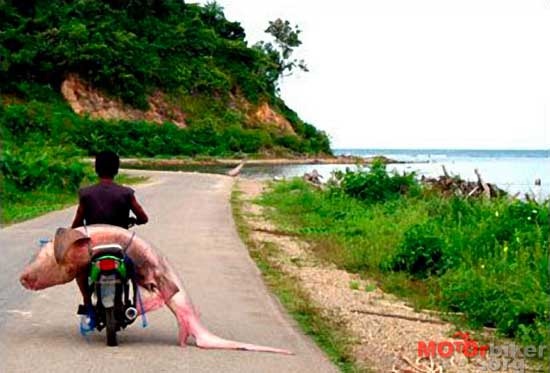 Was gonna photoshop a hundred cats chasing this scooter...but its late.