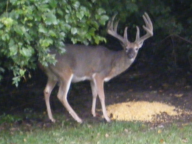 deer1.jpg