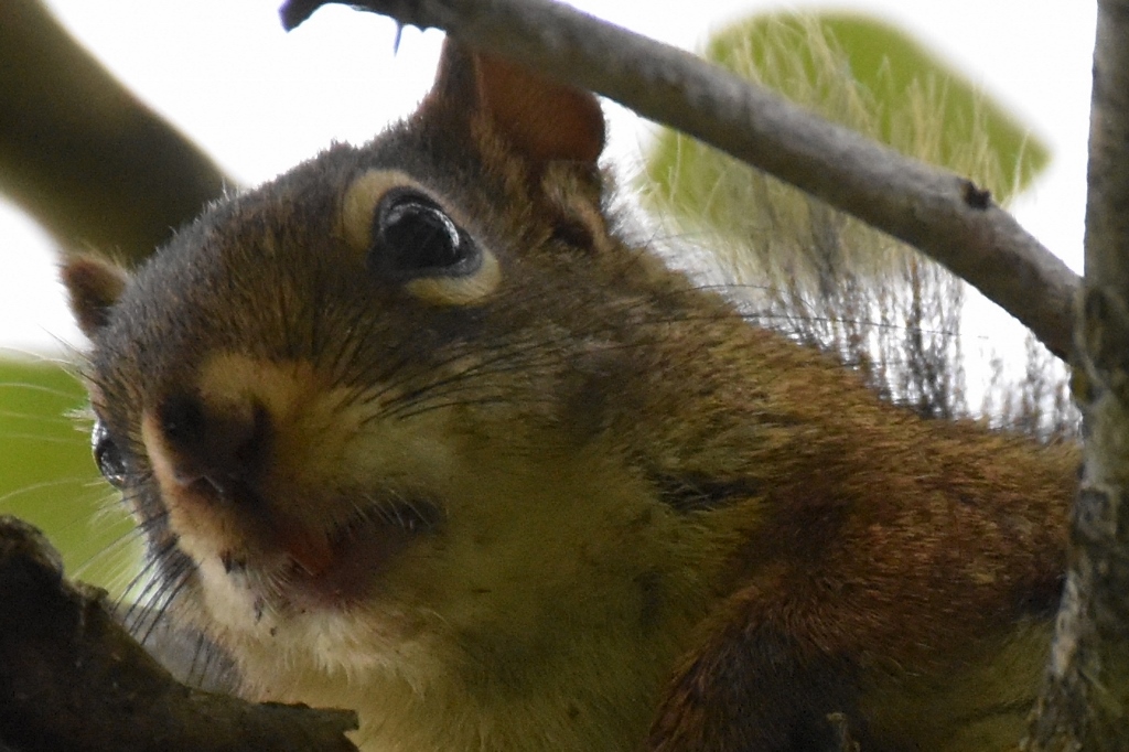 This is either Chip or Dale, don't know because all squirrels look the same