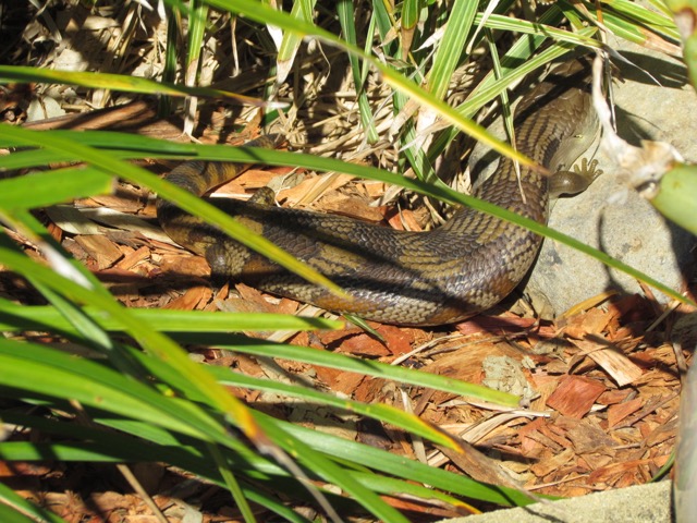 Blue Tongue 21-09-15.jpg